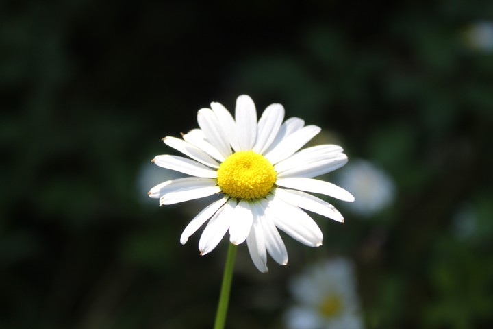 Flor
