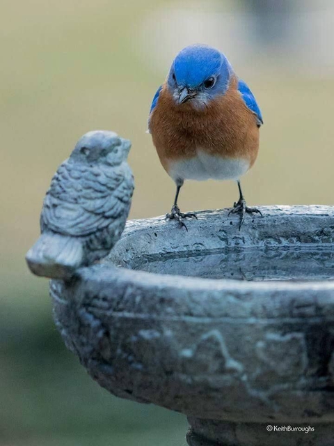 nature, bird wallpapers