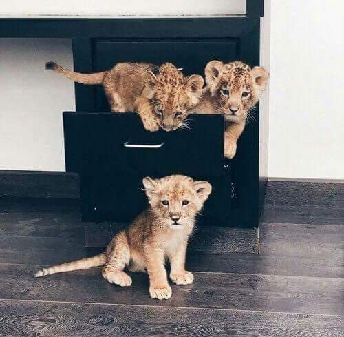 Small lions