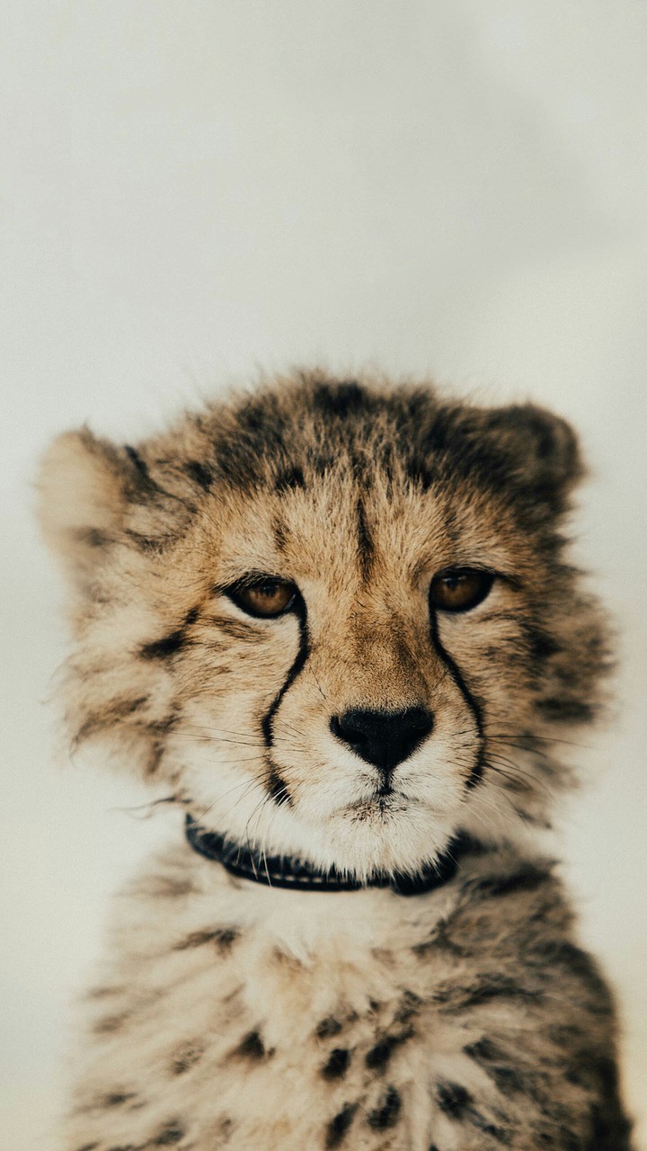 animal