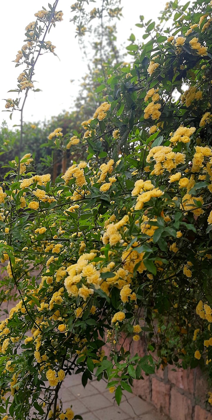 گلهای بهاری