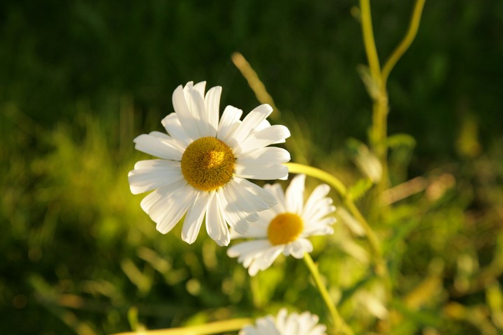 daisy