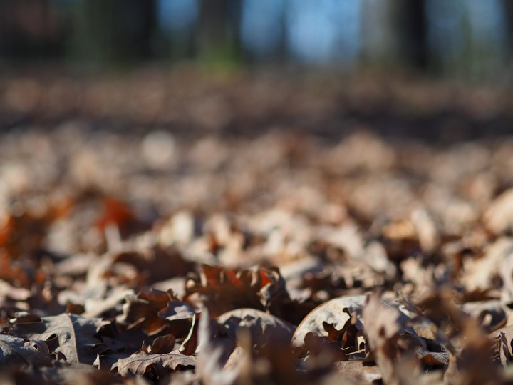 Leaves