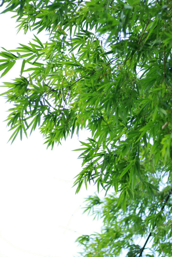 Tre Việt Nam