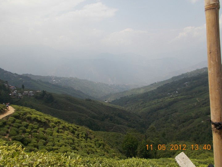 tea gardens