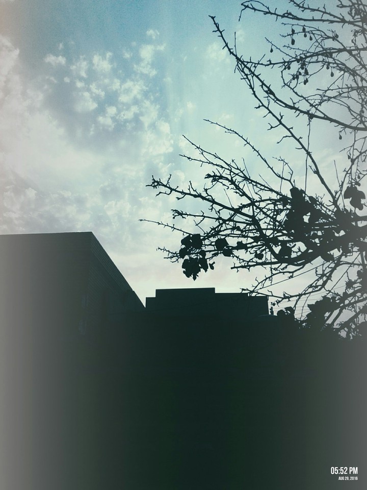 #tree#nature#sunset#beautiful