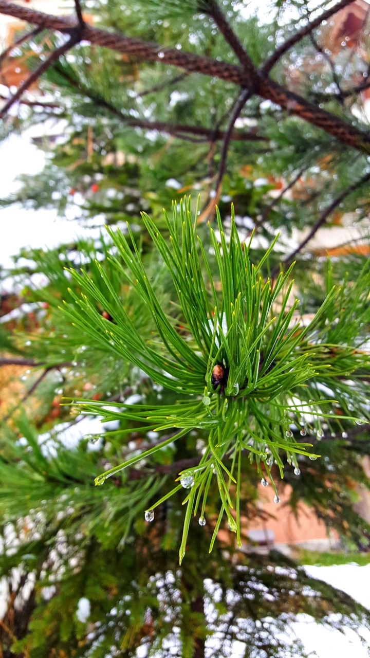 Winter tree