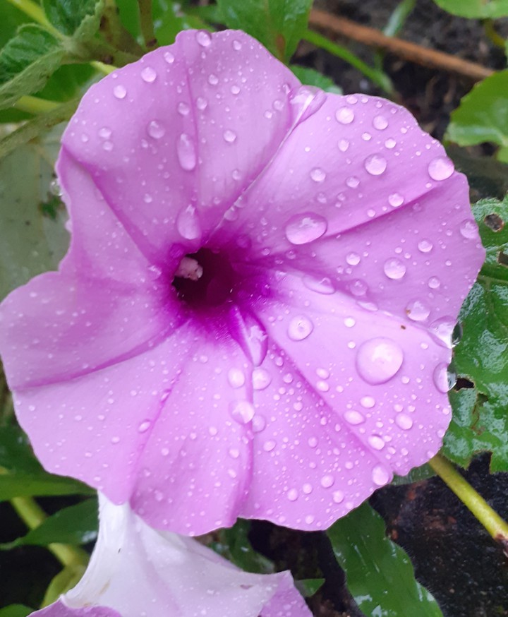 my click