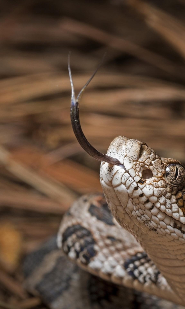 Snake