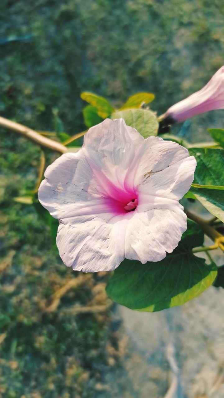 A wild flower