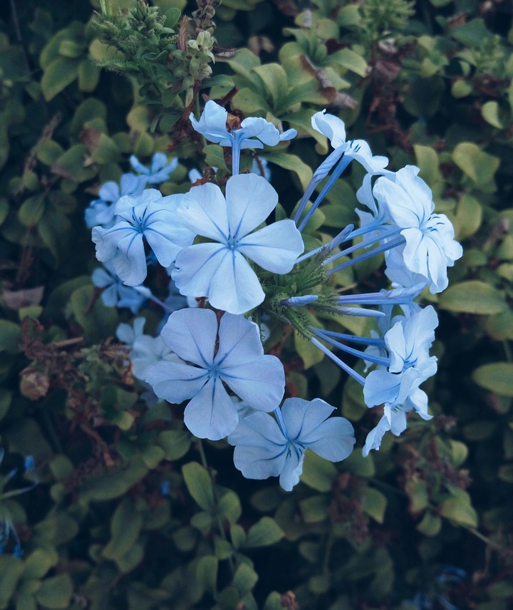 blue flower