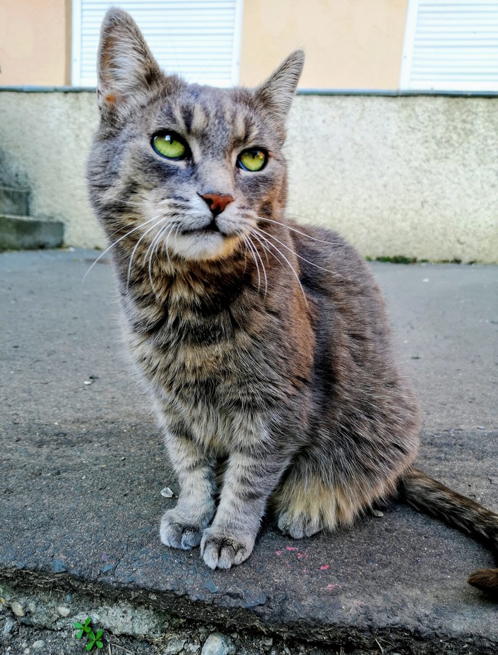 cat
