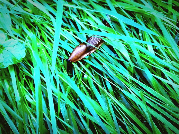 Sortie après la pluie...
