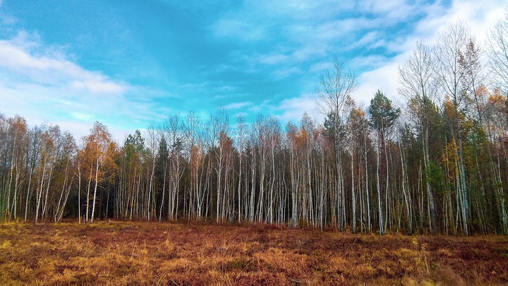 лес осень