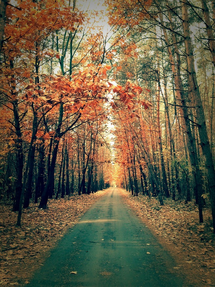 autumn in forest