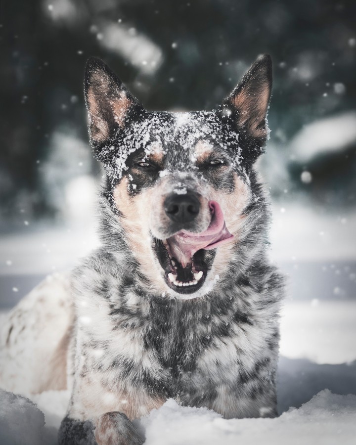 dog