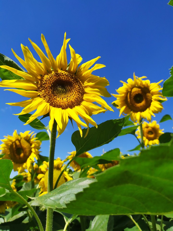 Flowers