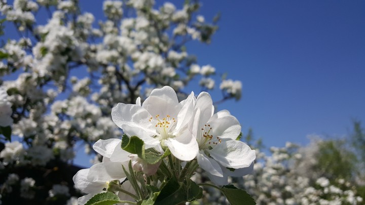 Spring is here