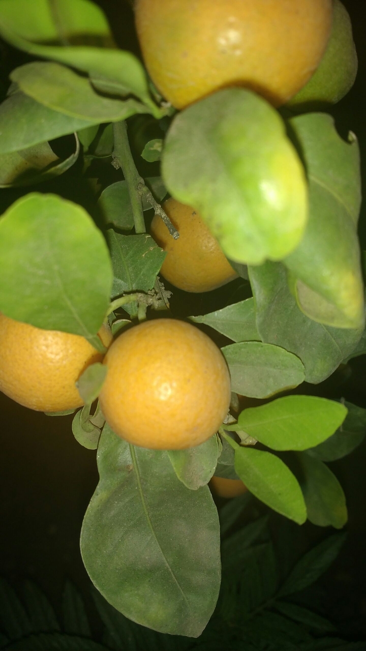 O for Orange