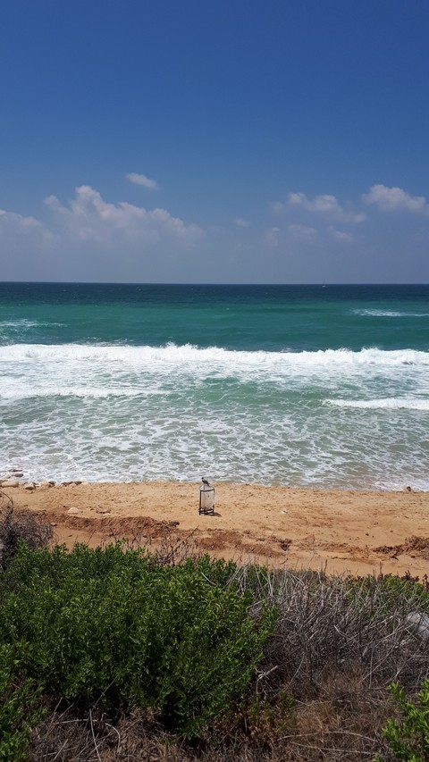 save the sea