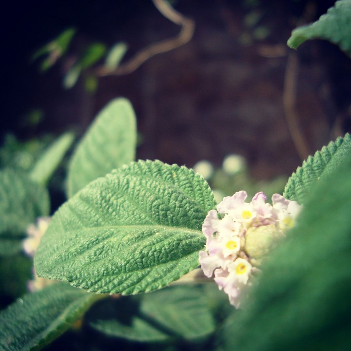 flower