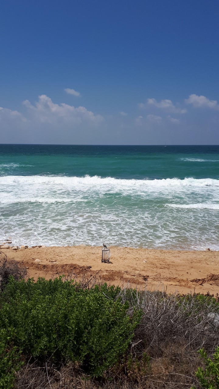 save the sea