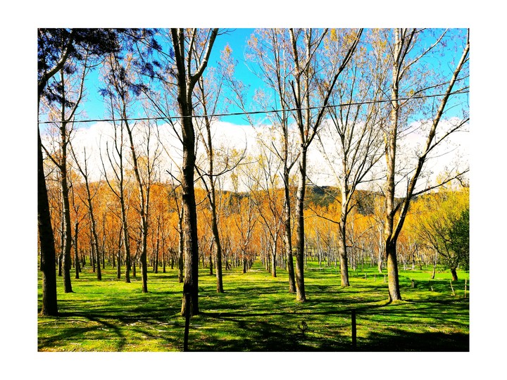 alberi di pianura