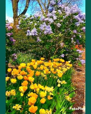 Flowers Summer 2024