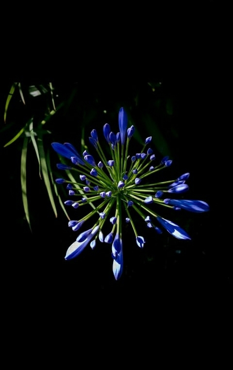 lavender