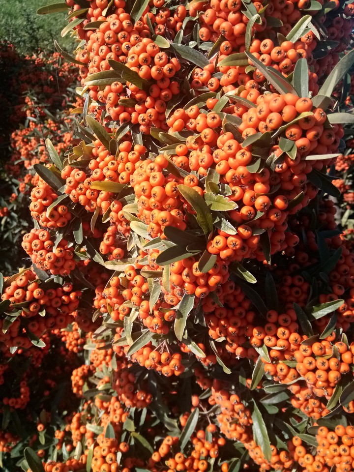 Oranj