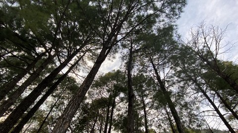 sfondi deciduous, trunk