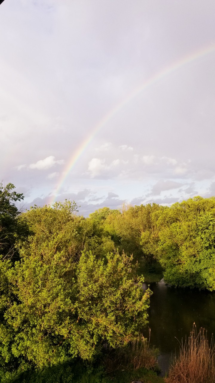 Forest rainbow