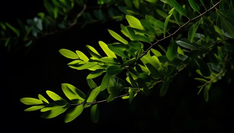 appendicula, Close-up वॉलपेपर