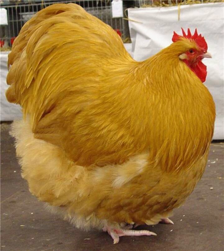 hen
