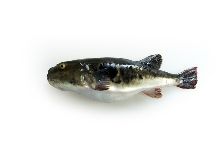 Fish