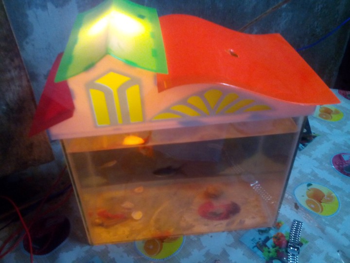 fish tank