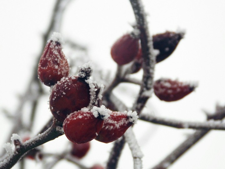Snowy rosehips