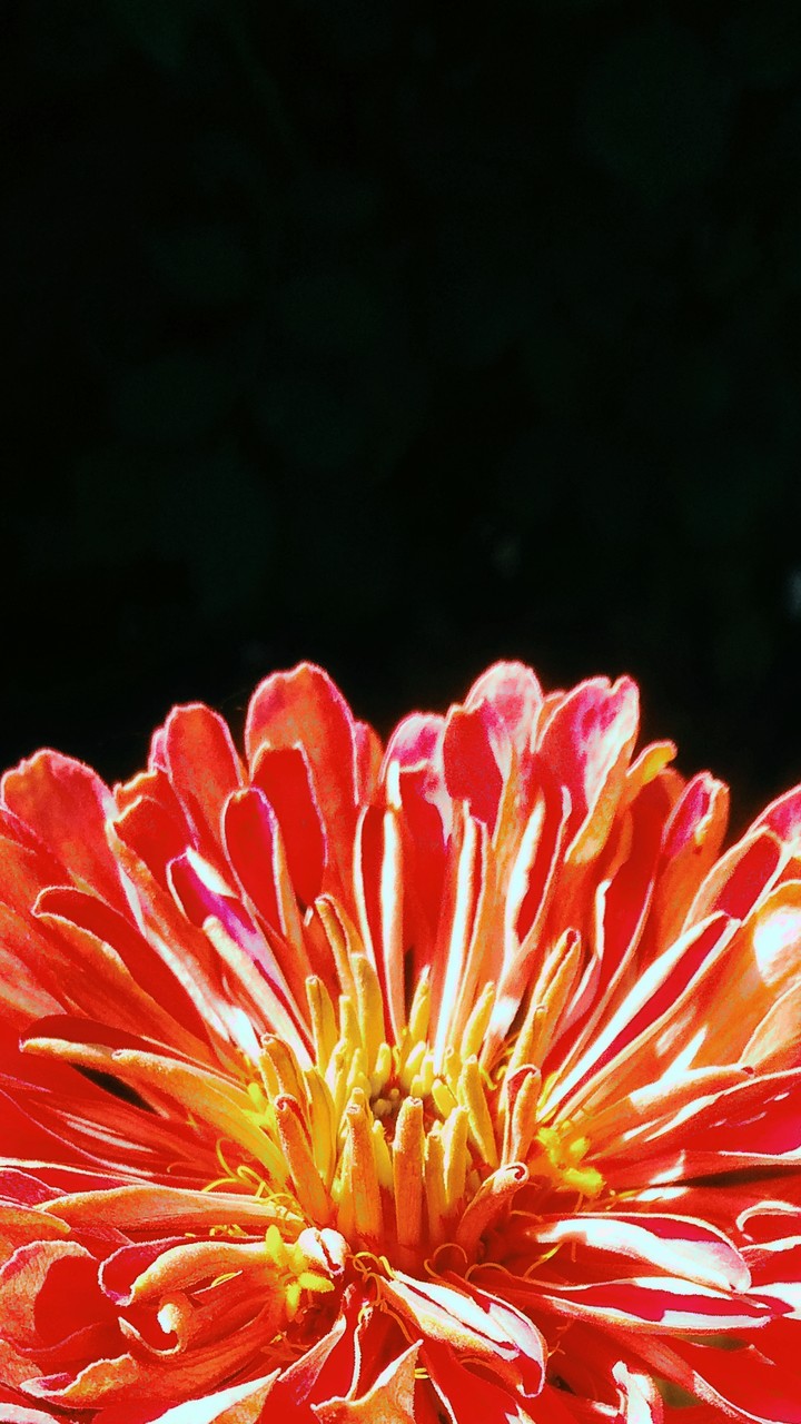 Just a flower