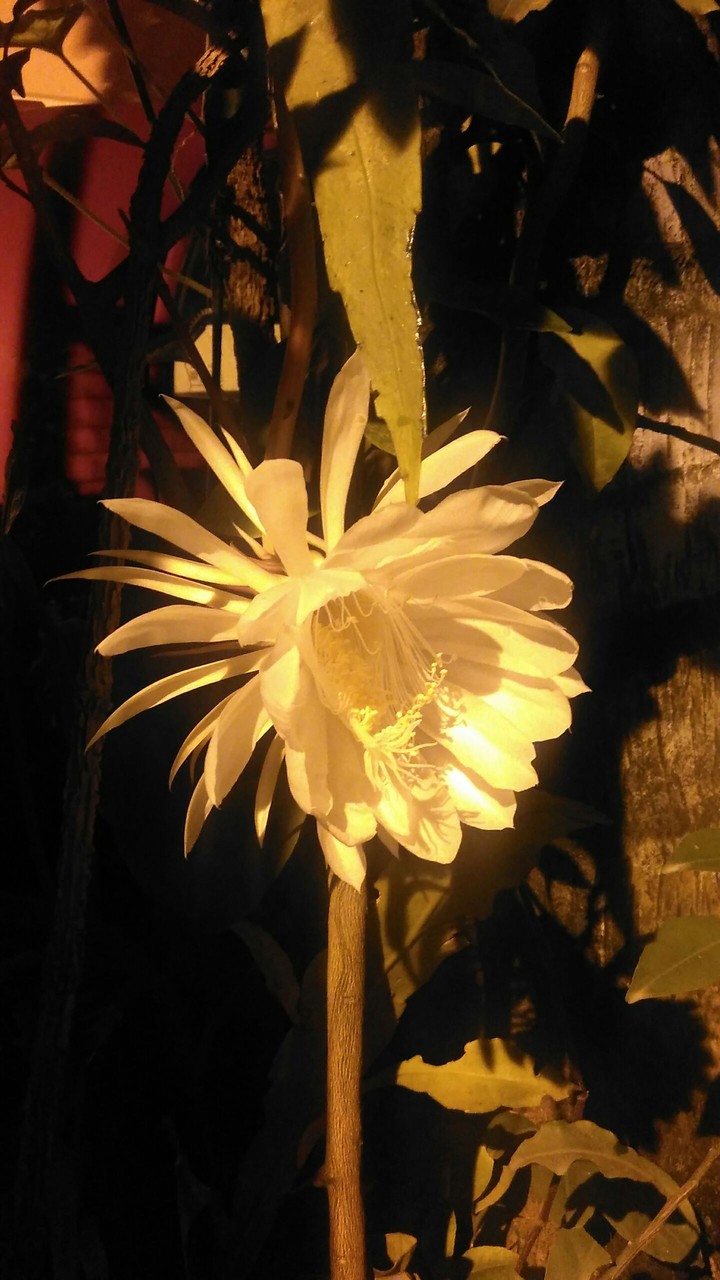 Bramhakamala