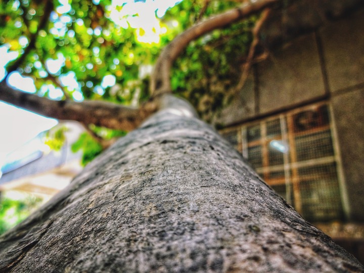 tree