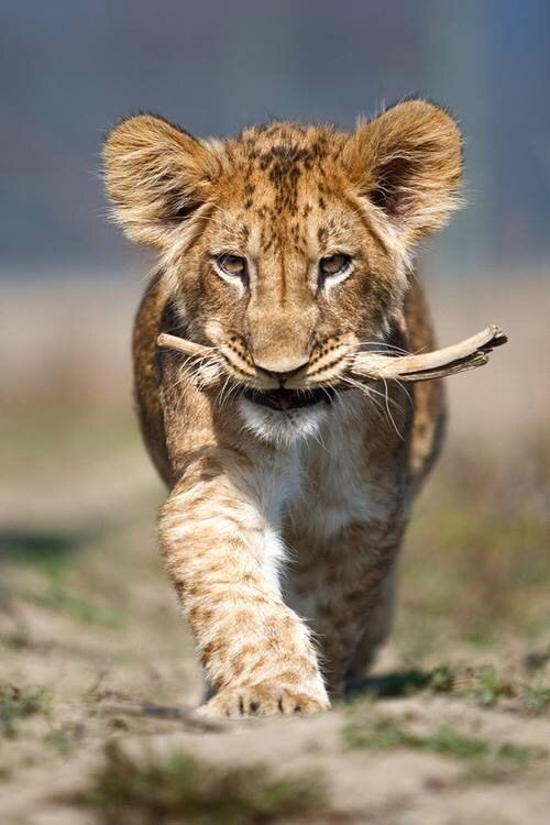 cub