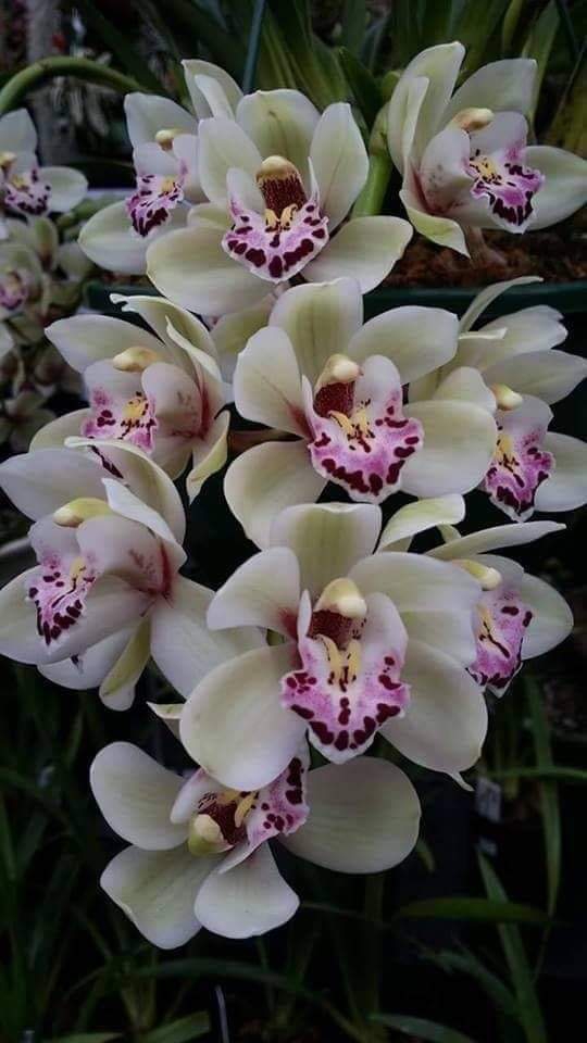orchidea