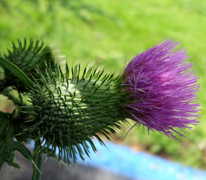 thistle