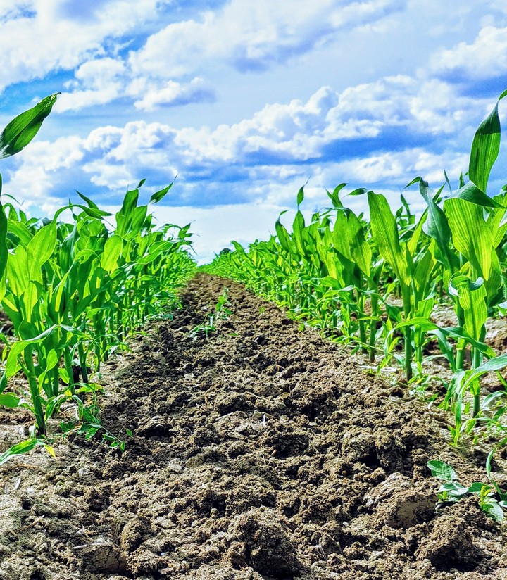 corn