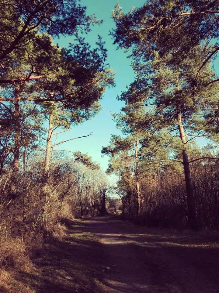Im Wald