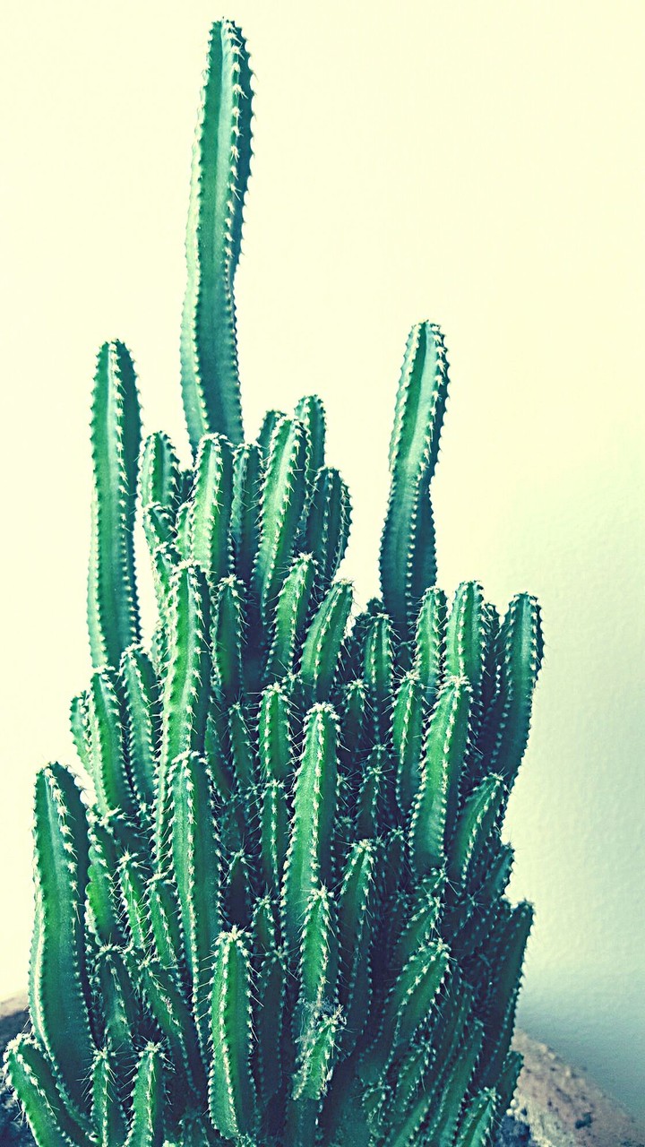 cacti