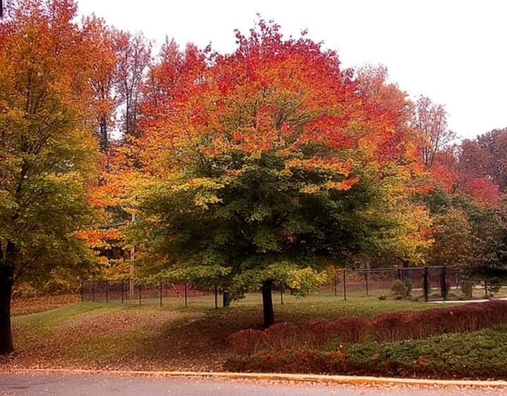 Autumn Trees