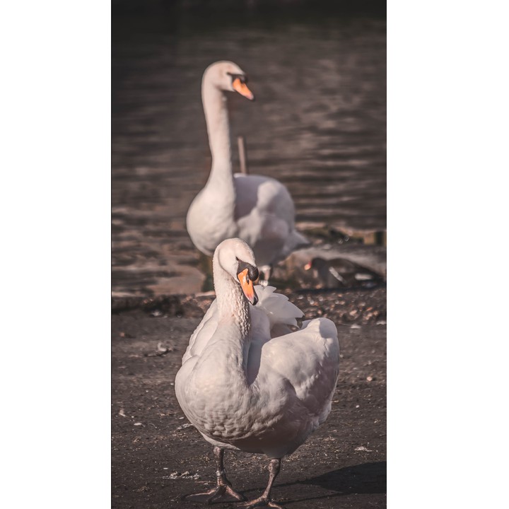 La eleganza del cigno