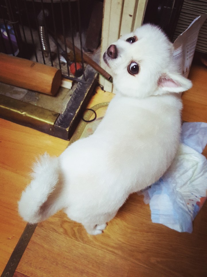 우리강아지테리