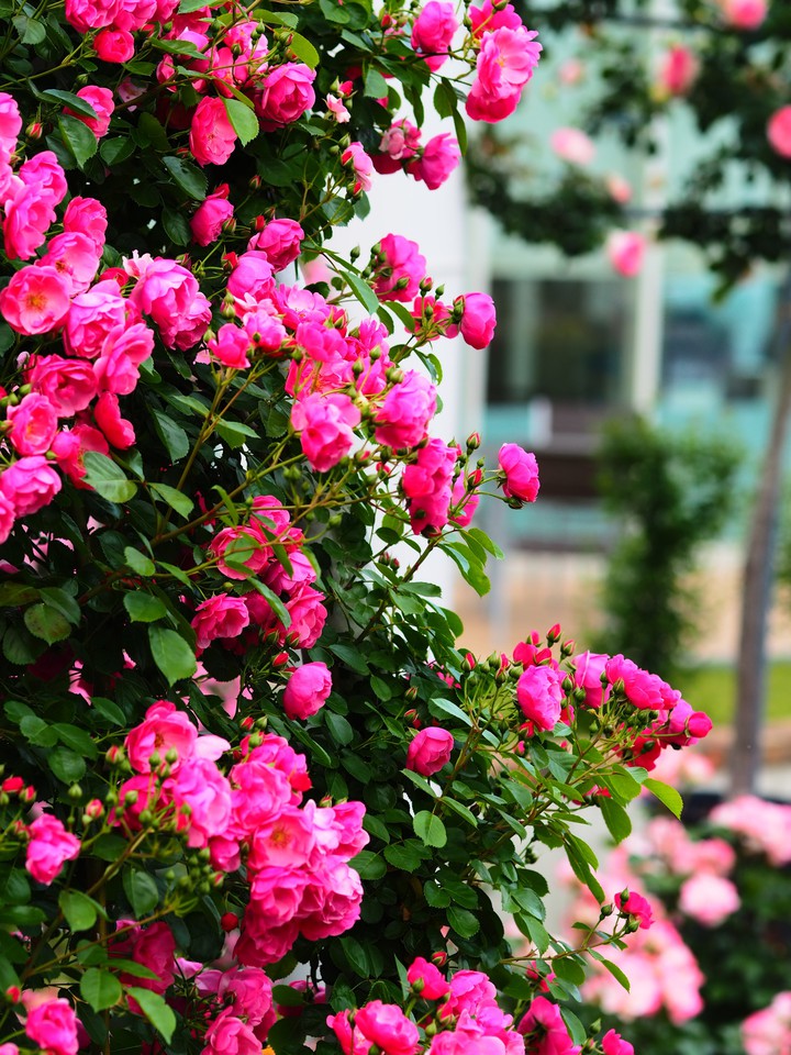 Roses